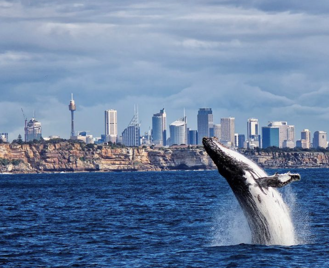  Credit: Sydney Princess Cruises 