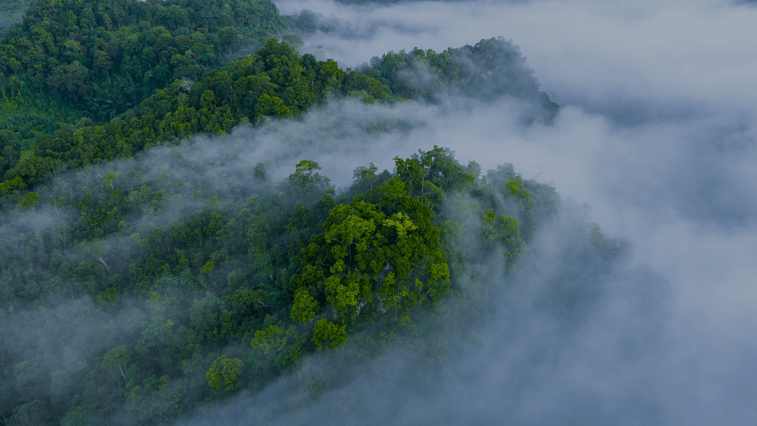 About Us — Science Panel for the Amazon
