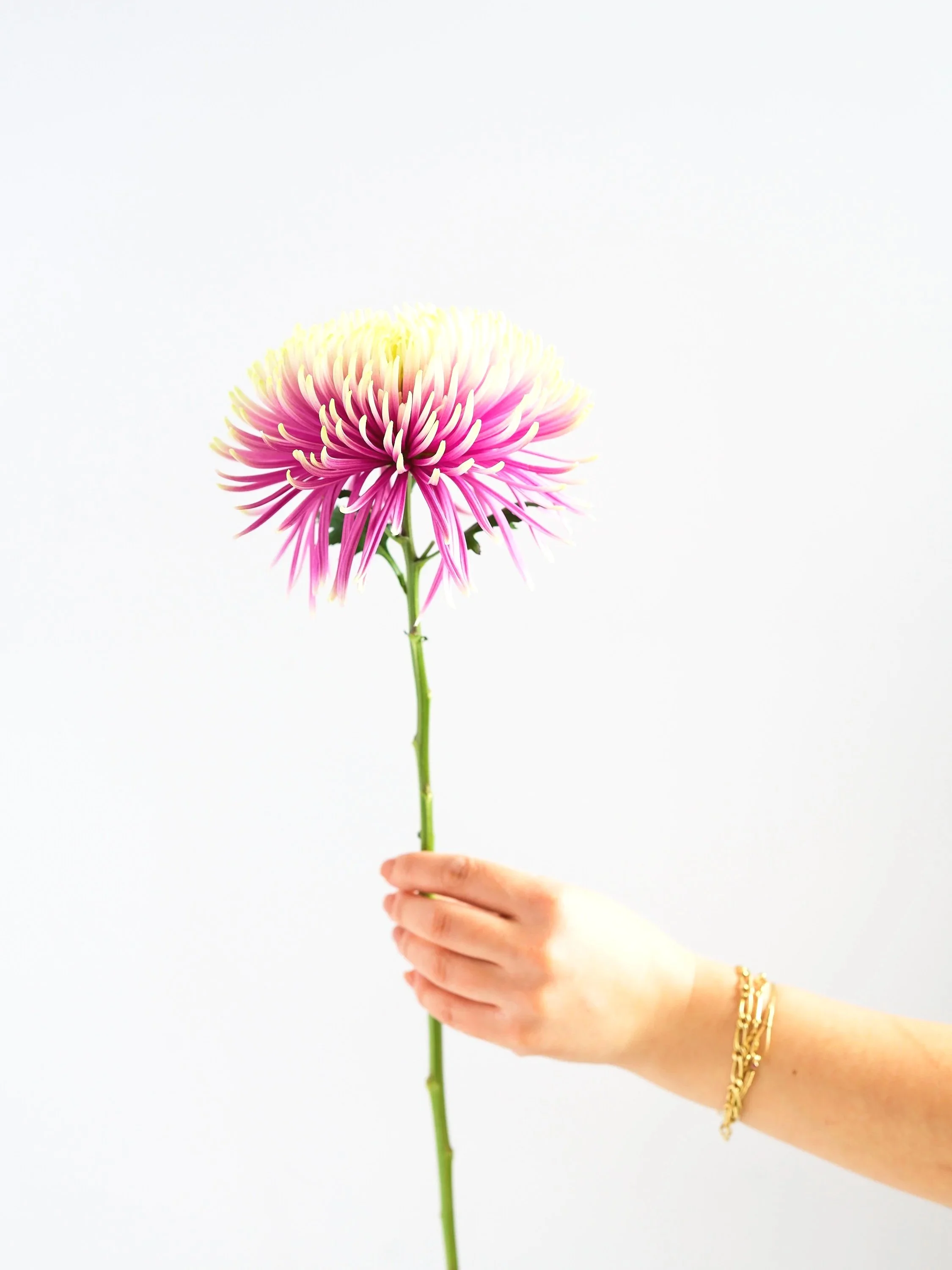 Carmandez Floral Studio