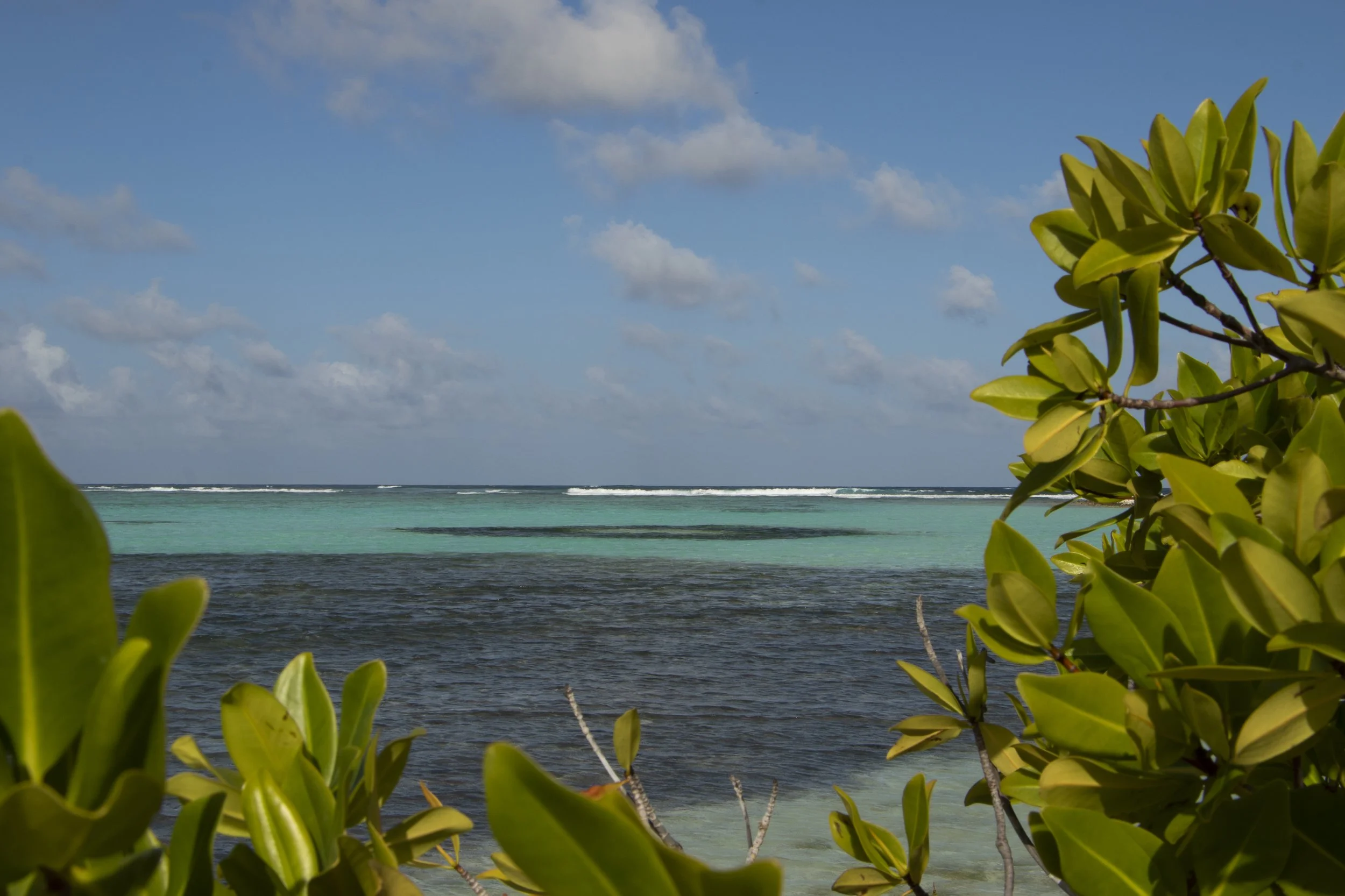 Francisky entre Hojas