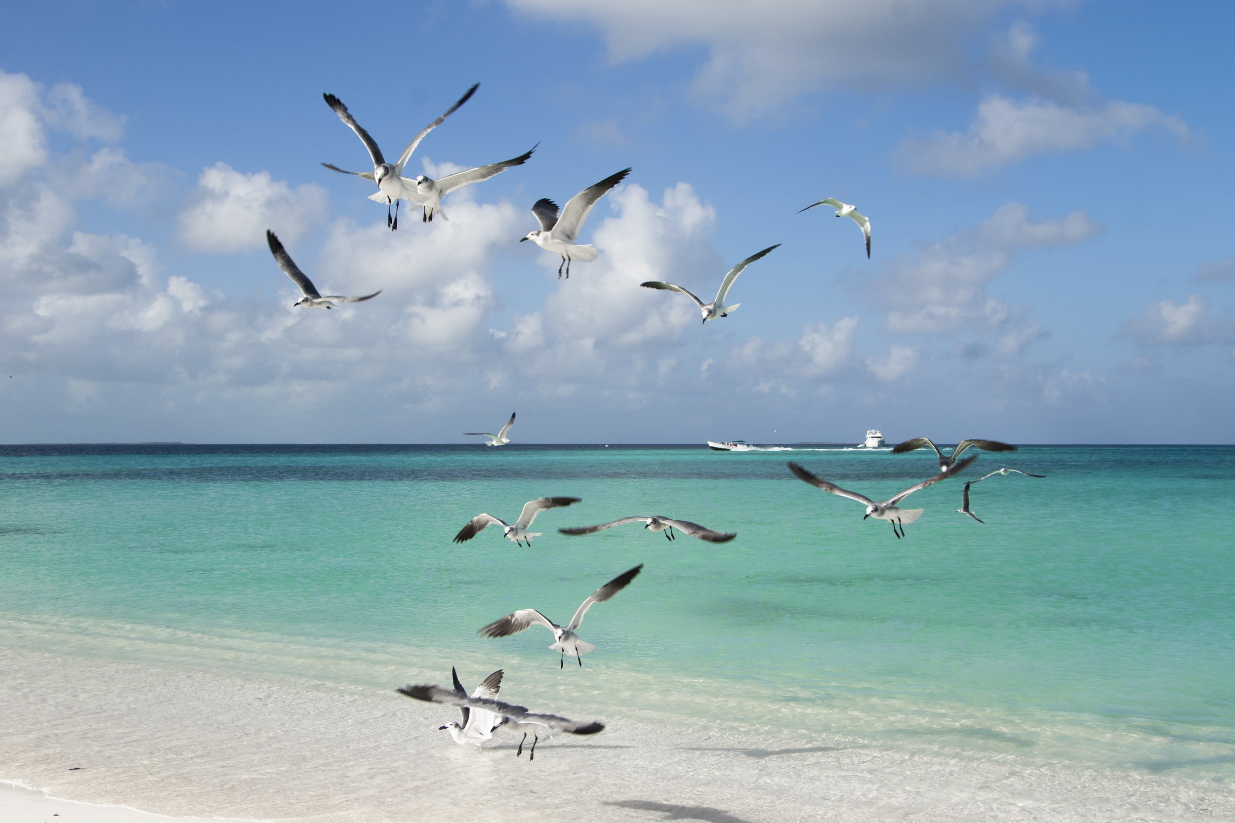 Marcador de posición