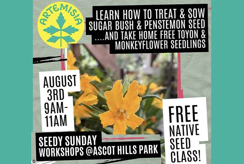 Artemisia Nursery SEEDY SUNDAY WORKSHOPS at ASCOT HILLS PARK FREE NATIVE SEED CLASS! Aug 3, 2025 9AM
