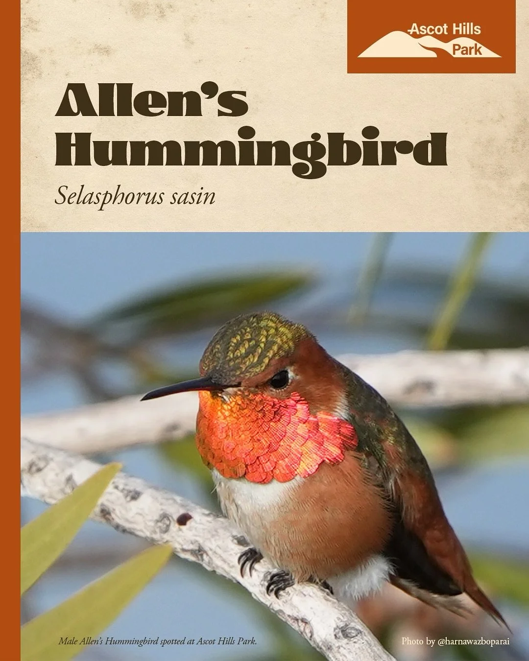 ✨ Bird Spotlight: Allen&rsquo;s Hummingbird

Our fiery little resident, the Allen&rsquo;s hummingbird, lives at Ascot Hills Park year-round, zipping through the trails and guarding its territory. 

🔊 THIS JUST IN!!! A few spots opened for our guided