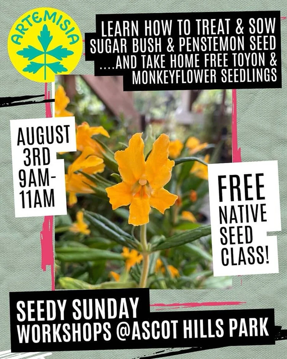 Seedy Sunday returns this Sunday morning, August 3rd with our friends @north_east_trees and @artemisia.nursery at @ascothillsparkla!

📍Where: 4371 Multnomah St, Los Angeles, CA 90032

The nursery is situated just west of the gravel parking lot insid