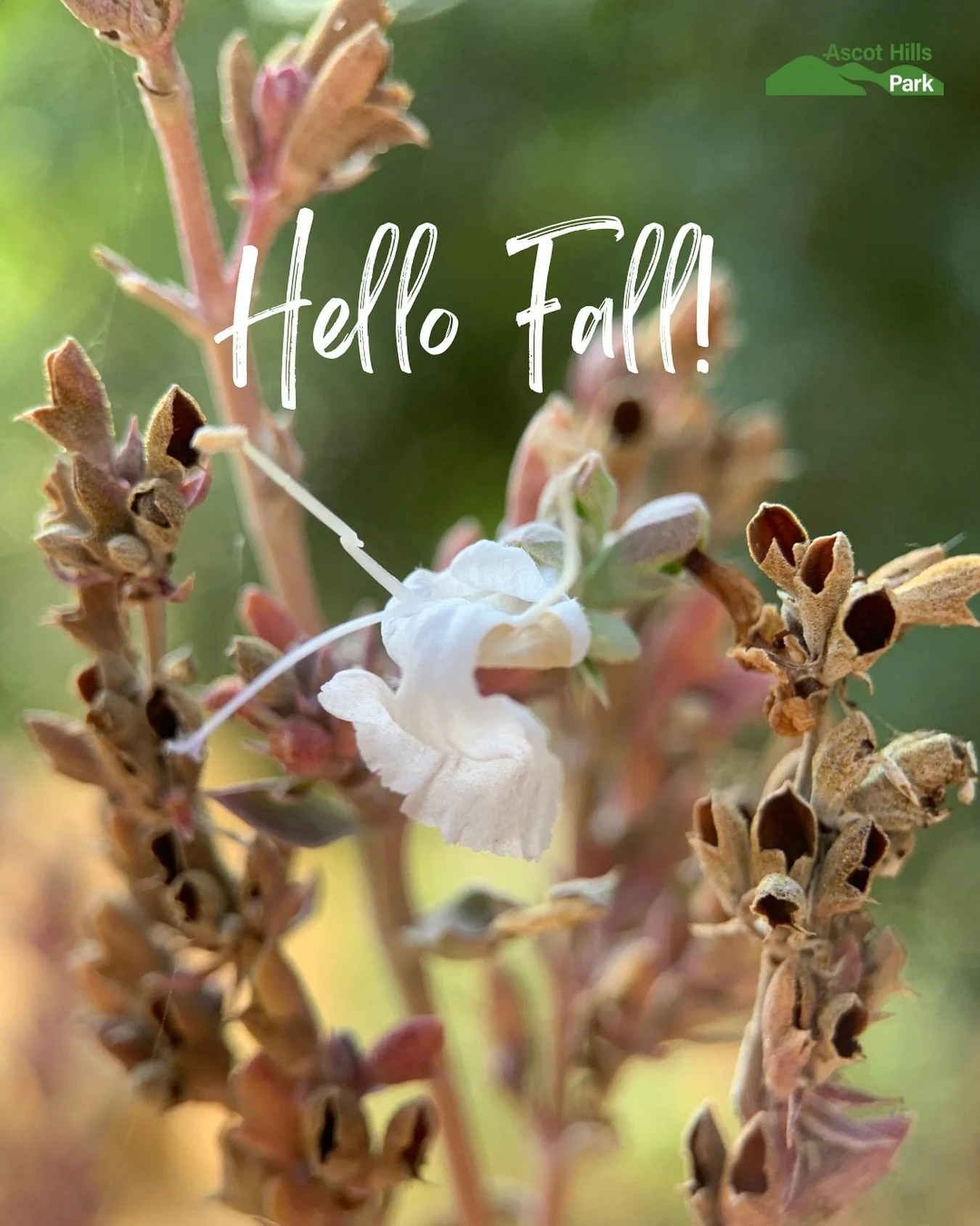 🍂🍁 First Day of Fall 🍁🍂

Today marks the Autumn Equinox, when day and night are in balance as we welcome the new season. Fall is a reminder of the important role native plants play in our ecosystem&hellip; providing food, shelter, and habitat for