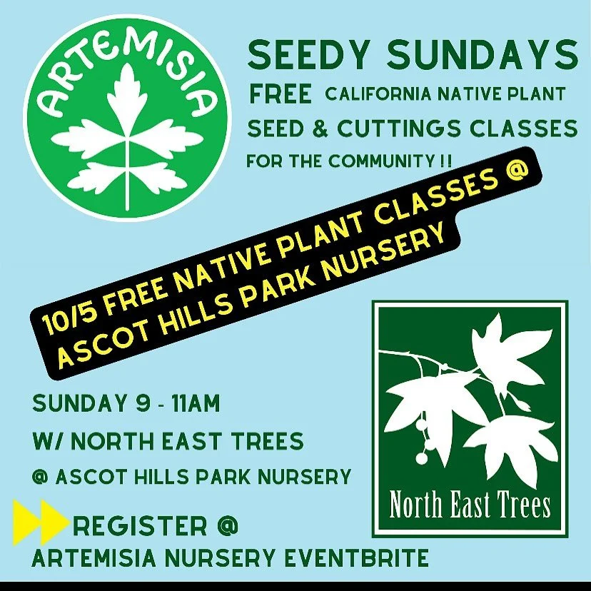SEEDY SUNDAYS ✨🌱

Join us this Sunday, October 5th for a morning of community, learning, and growing! 🌿

💚 FREE California Native Plant Seed &amp; Cuttings Classes
📍 Ascot Hills Park Nursery
🕘 9 AM &ndash; 11 AM

Hosted with our friends @north_e