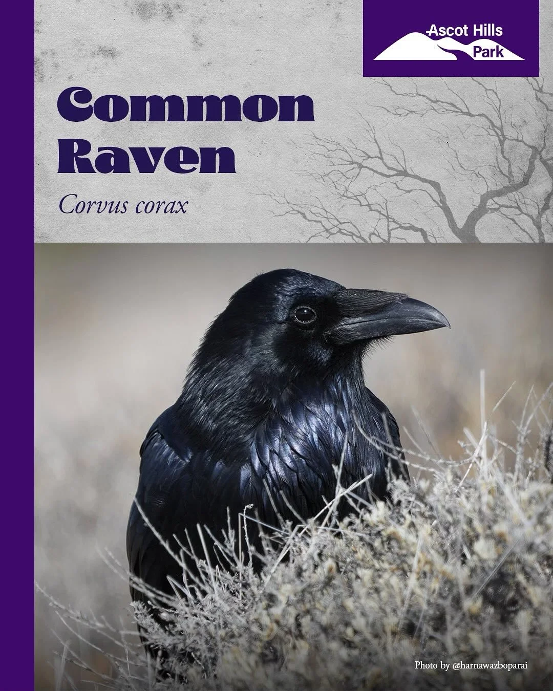 🕯 &ldquo;Once upon a midnight dreary&hellip;&rdquo; something mysterious stirs at Ascot Hills Park. 🐦&zwj;⬛

Spotted in the hills this Halloween season &mdash; a few shadowy visitors perfect for the occasion! 👀

Common Ravens (Corvus corax) are so