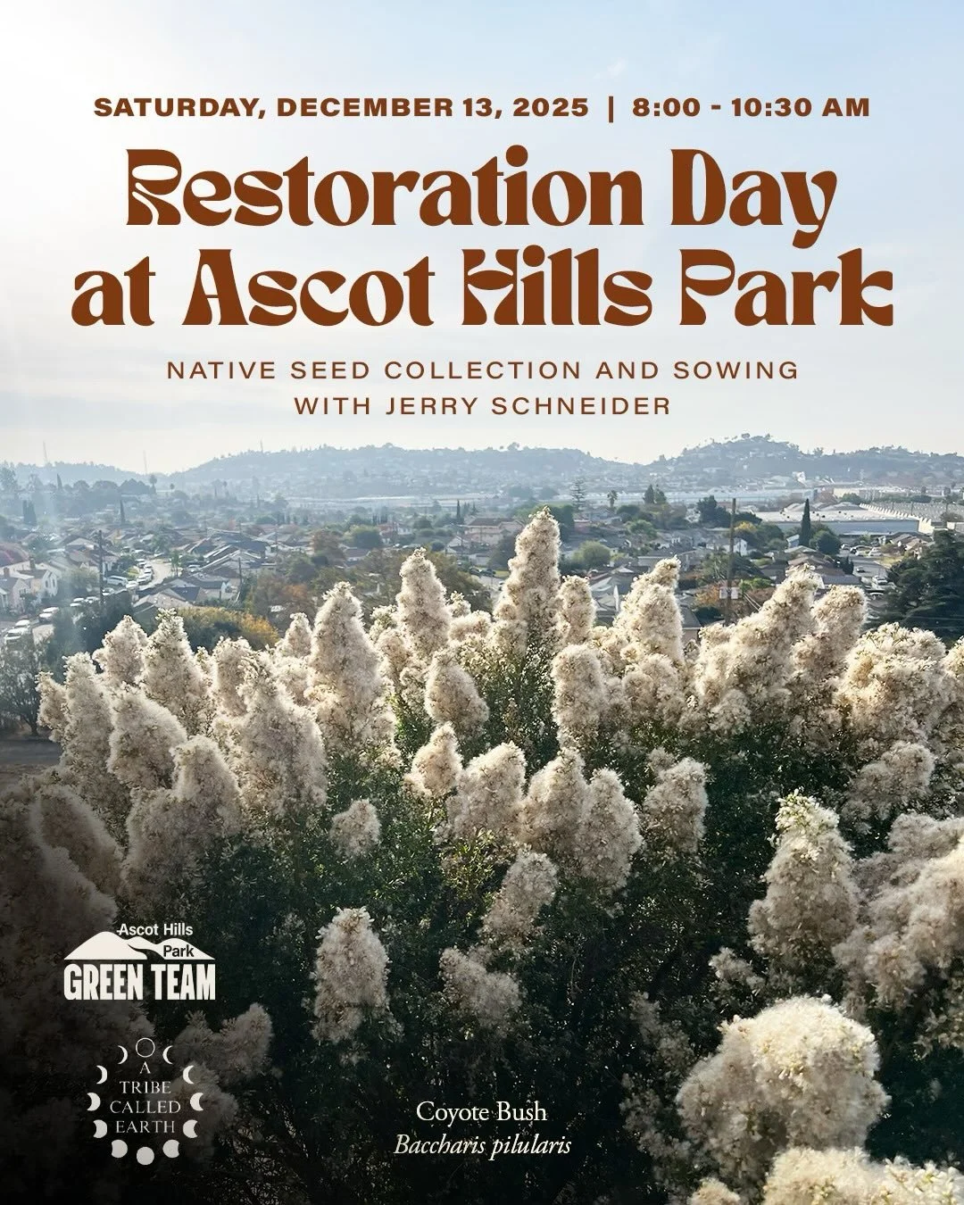 🌱 Volunteer / Restoration Day at Ascot Hills Park, Saturday, December 13
8:00&ndash;10:30 AM &bull; Meet at the nursery (west end of the gravel lot)

December is one of the most beautiful months on the hills, the Coyote Bush (Baccharis pilularis) is