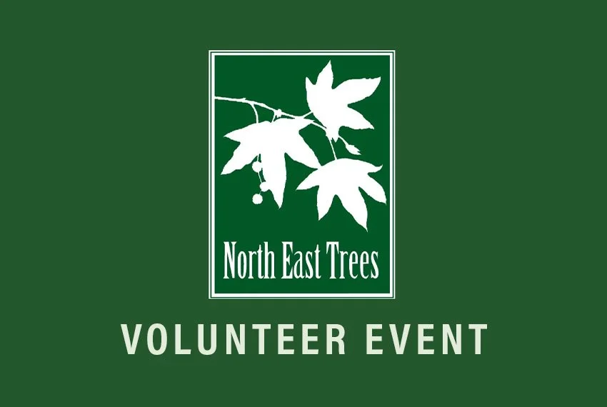 North East Trees: Nursery Monthly Action Day - Saturday January 3, 2026