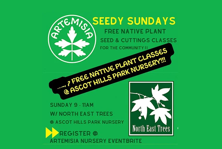 Seedy Sundays at Ascot Hills Park Nursery with Artemisia and NET 
