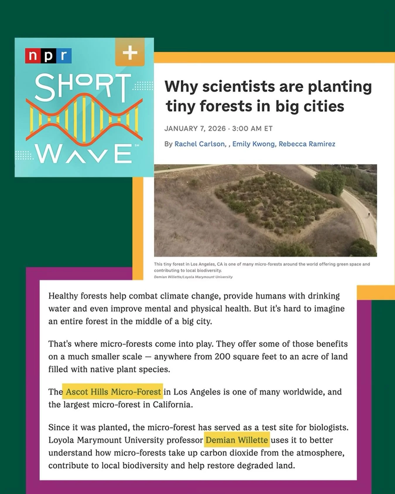 🌱 Ascot Hills Park is on NPR! 🌱

Our Ascot Hills Micro-Forest was featured on NPR today as part of a story on how tiny forests are making a big impact in cities.

Led by Dr. Demian Willette @willettelablmu and researchers from Loyola Marymount Univ