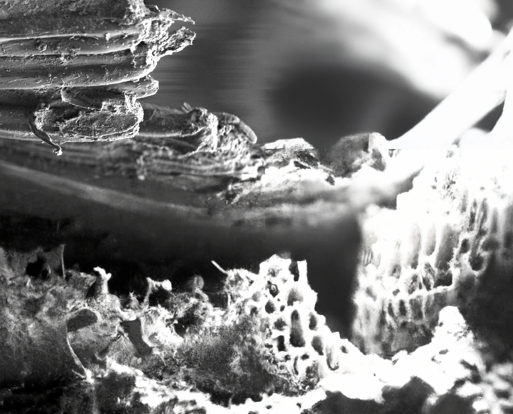 "Micro Dreaming 8", 2024, Photograph, Edition of 10, Size Variable