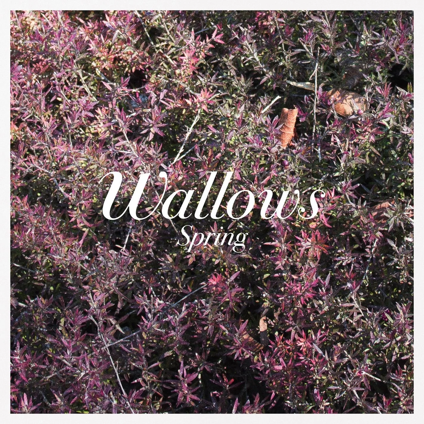 wallows spring.jpg