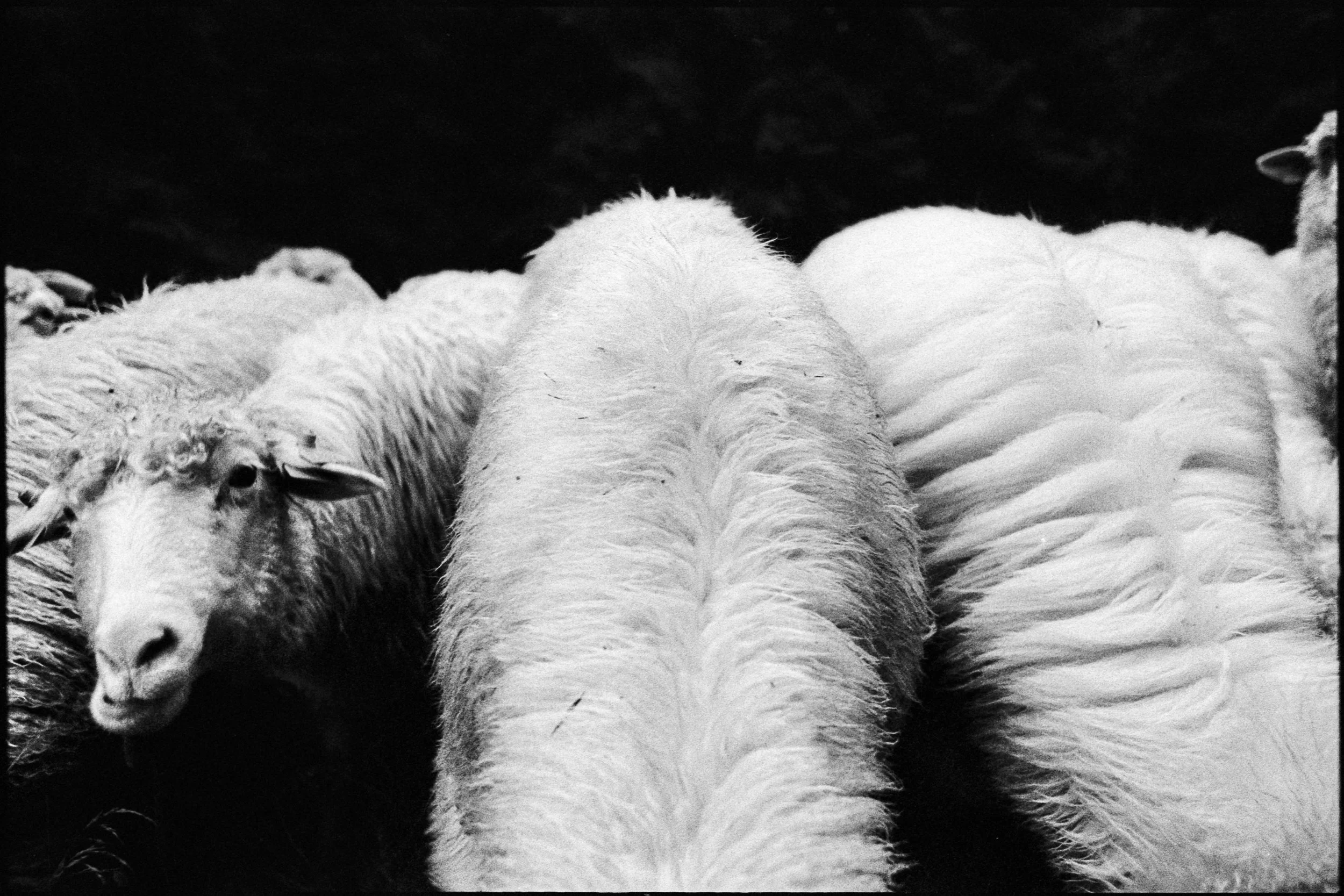 Wypas 3 (26)-1-2.jpg