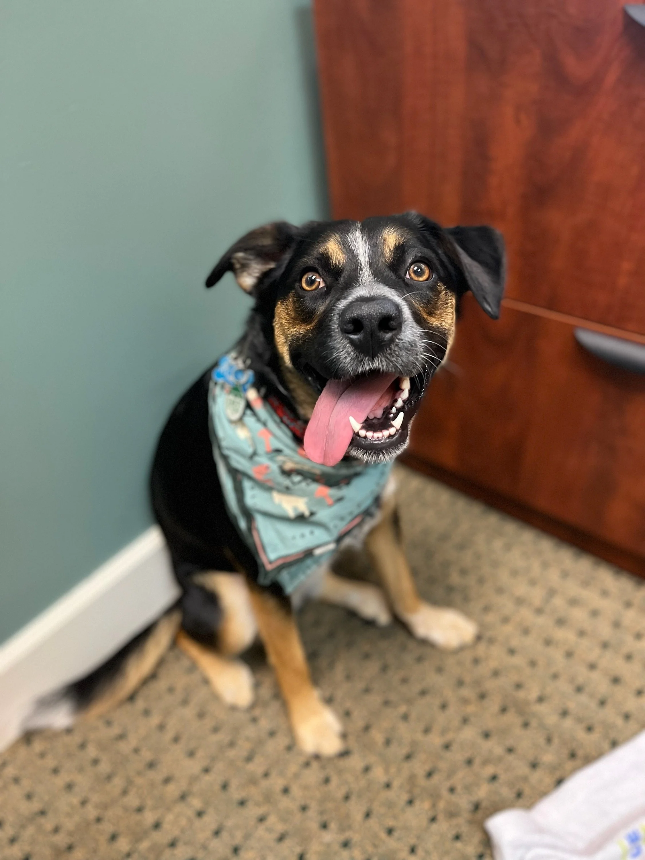 A happy black and brown dog with tan markings, sitting on a carpeted floor with its tongue hanging out, wearing a blue patterned bandana.
