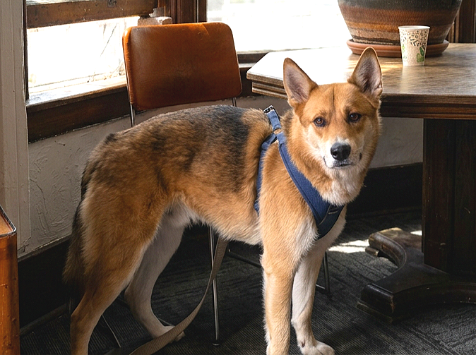 A mixed-breed dog with tan and black fur, wearing a blue harness, standing next to a brown chair and a table indoors, near a window.