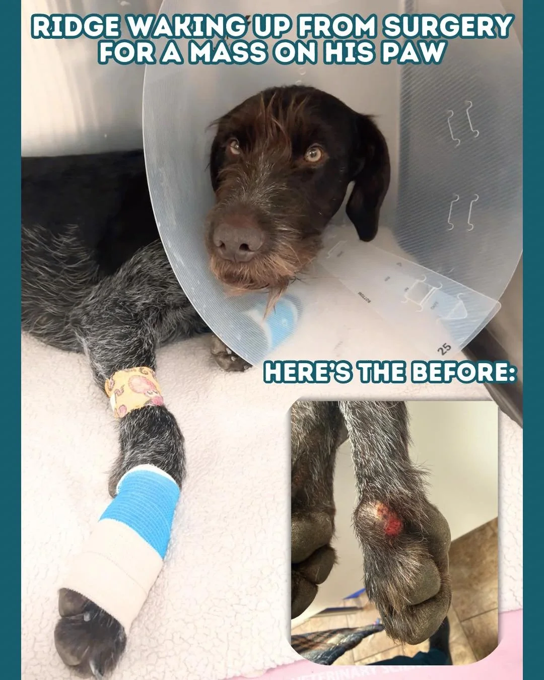 Ridge came in to have a mass removed from his paw. While some masses are benign, others can be cancerous, and the only way to know for sure is to send the tissue to a laboratory for biopsy results. 

That&rsquo;s why we always recommend submitting re
