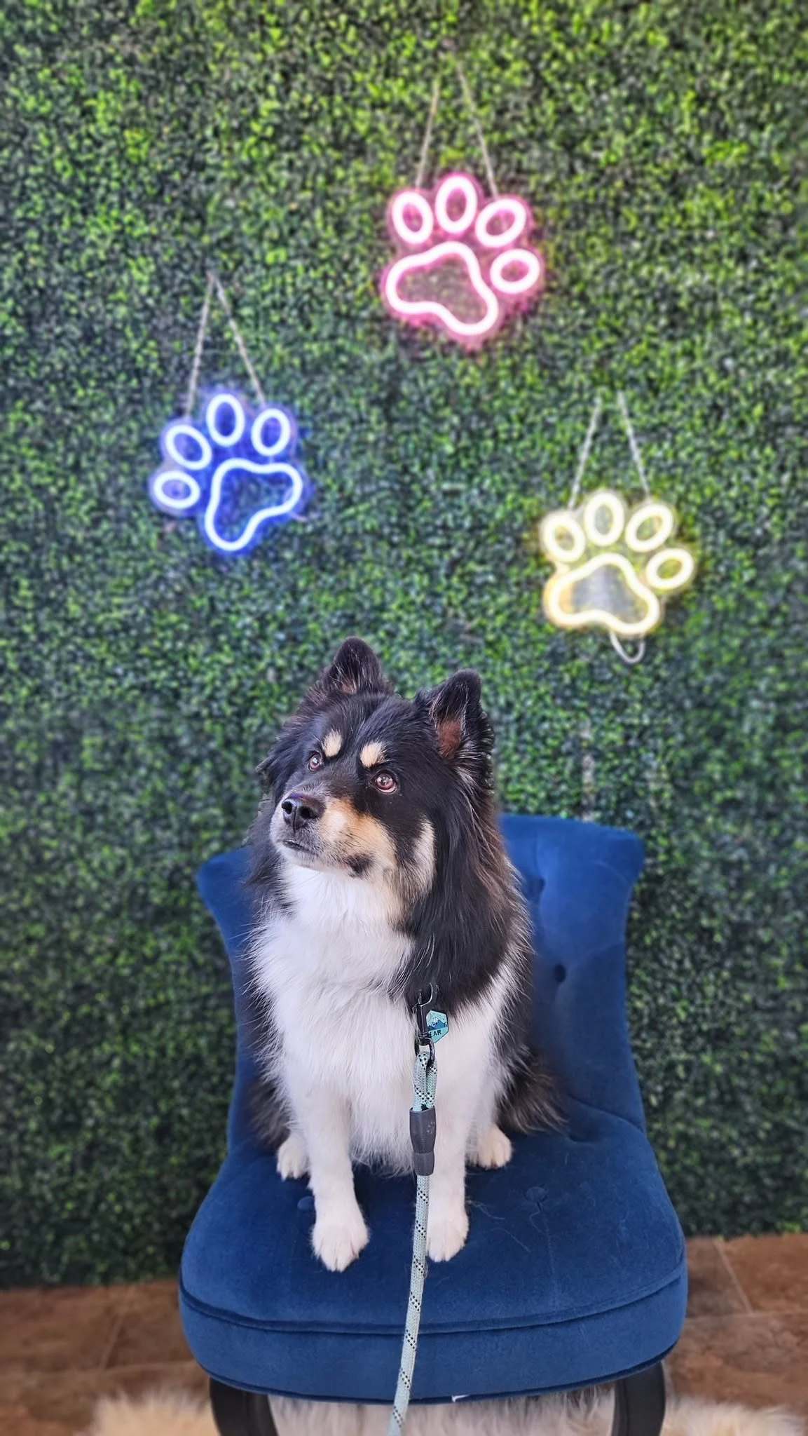 Pawtrait of the day: Bear the handsome pomsky #smallbusiness #dogsofutah #localveterinarian #utahsmallbusiness