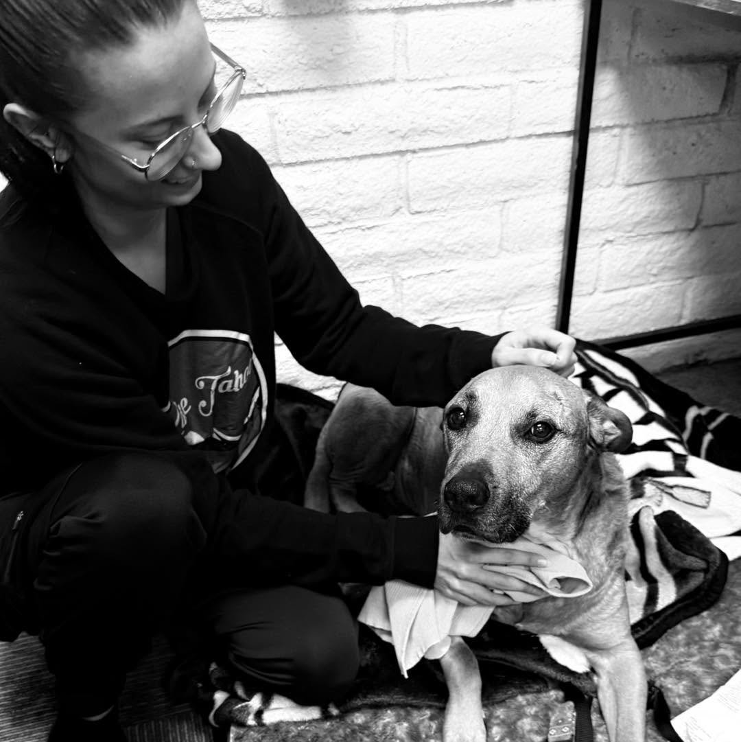 Bri providing a cold ice pack and some love to Rex after his neck surgery 💕🐾