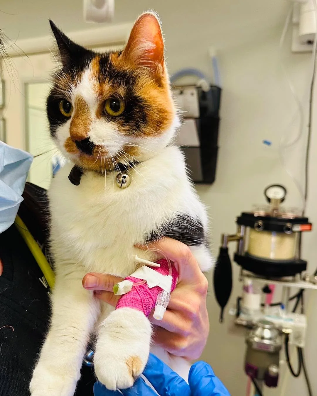 Have you ever wondered why your pet comes home with a shaved leg after a procedure? 🐾

That little shaved spot is where we place an IV catheter, and it plays a big role in keeping your pet safe.

An IV catheter allows us to:
&bull; Give medications 