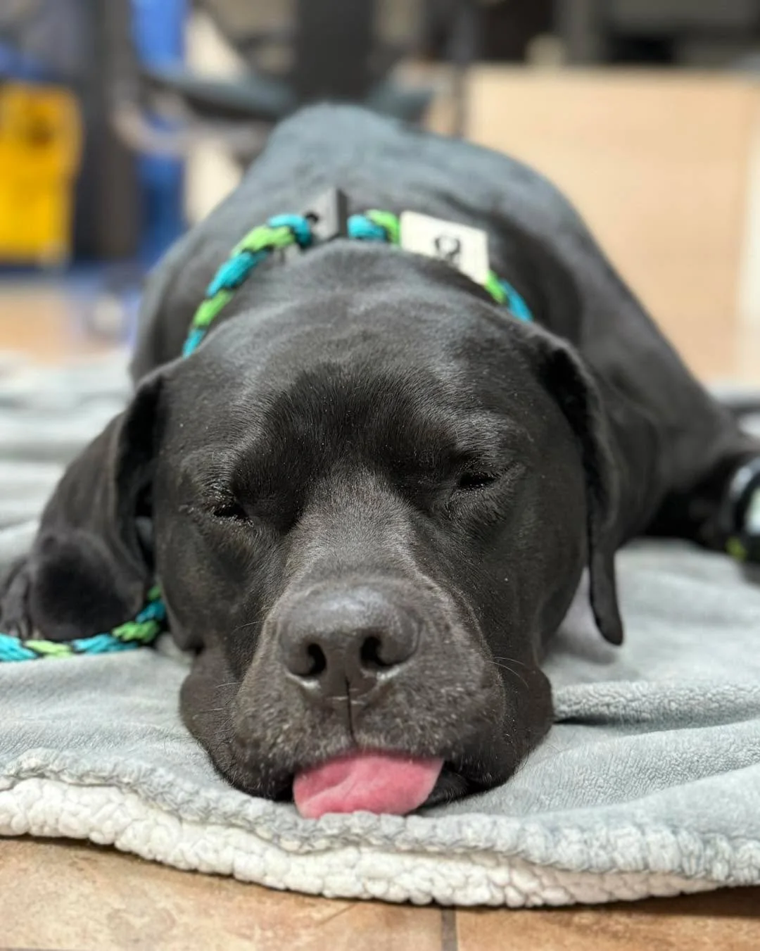 Pawtrait of the day: a sleepy sedated Odin 🐾