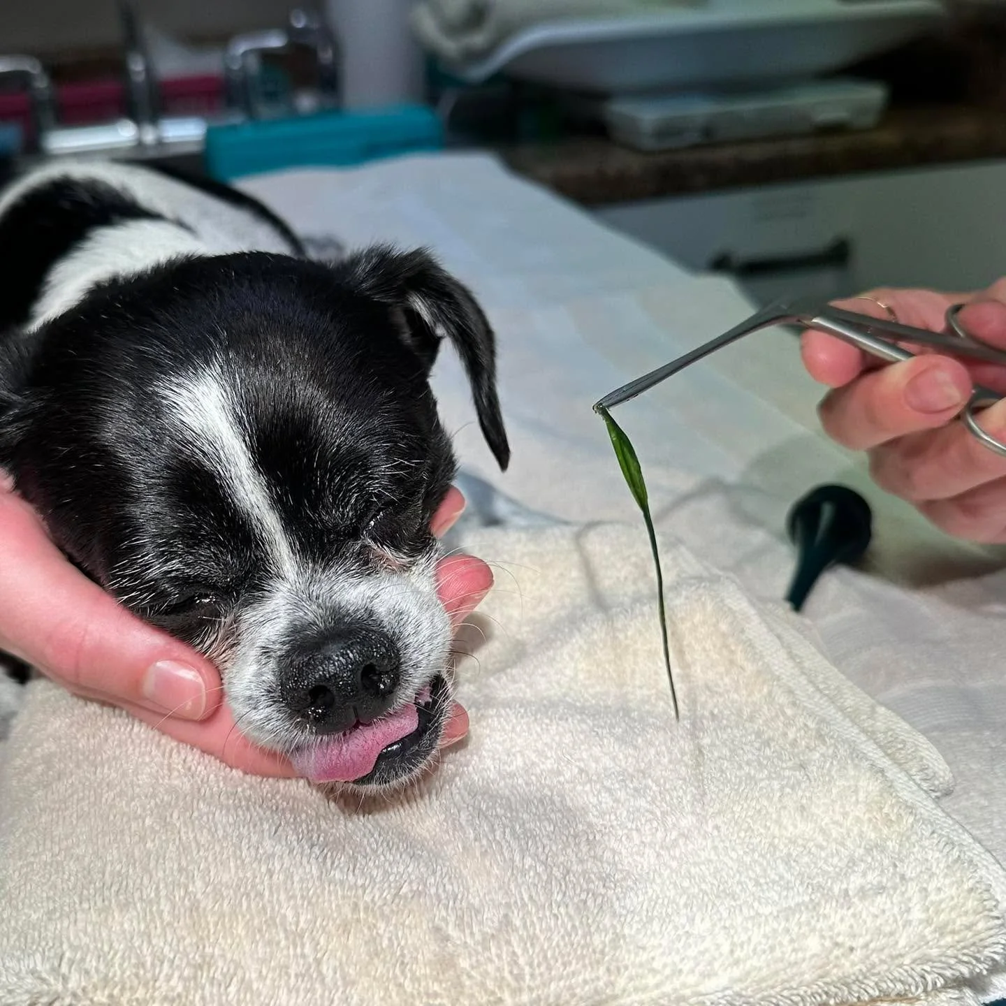 You won&rsquo;t believe what was stuck in Benji&rsquo;s nose&hellip; 🌾🐾 we pulled a whole blade of grass out of this tiny pup&rsquo;s sniffer!

Swipe to see Benji post-procedure: feeling a little loopy and letting that tongue hang out 😛💚