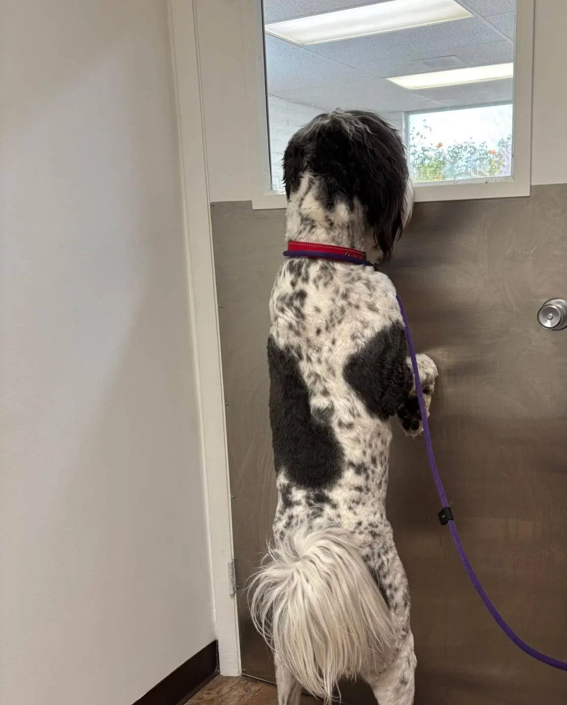 Hello?? I ordered a vet like 5 minutes ago?? Bohdi on door duty 👀🐾