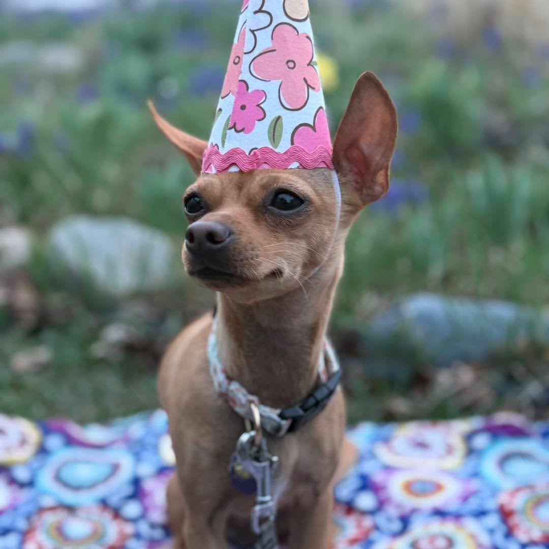 Happy one year Birthday to our adorable patient Poppy! We love seeing cute pics of our patients outside the clinic. If you have any cute pics to share please let us know :)