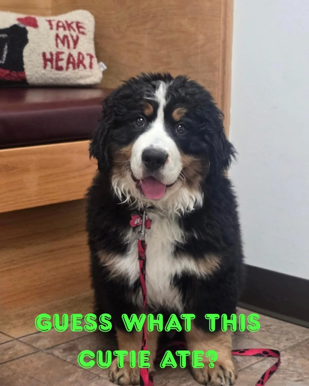 What did Thor eat? 🐾👀
➡️ Swipe to find out
Spoiler: it was a fidget toy.
We safely made him vomit it up, no surgery needed!
Thor&rsquo;s review of the experience: very sad boy after vomiting, 0/10, would not recommend.