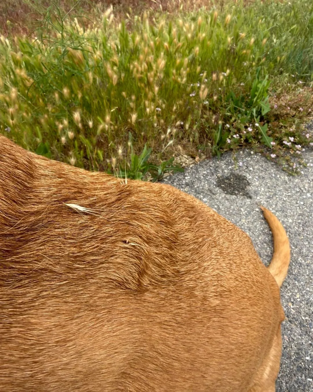 Reminder: It&rsquo;s foxtail season! We recommend checking your pets carefully, especially the paws. We are already seeing and treating pets for foxtails embedded in their skin.