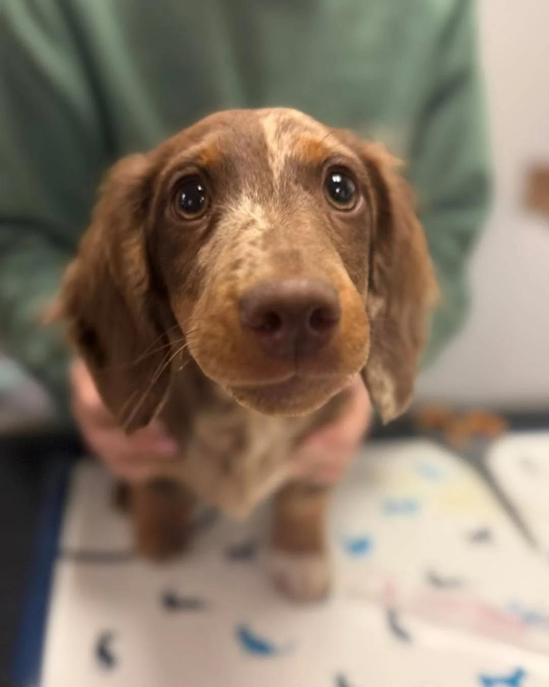 Pawtrait of the day: Benito the dachshund showing off his puppy dog eyes 😍