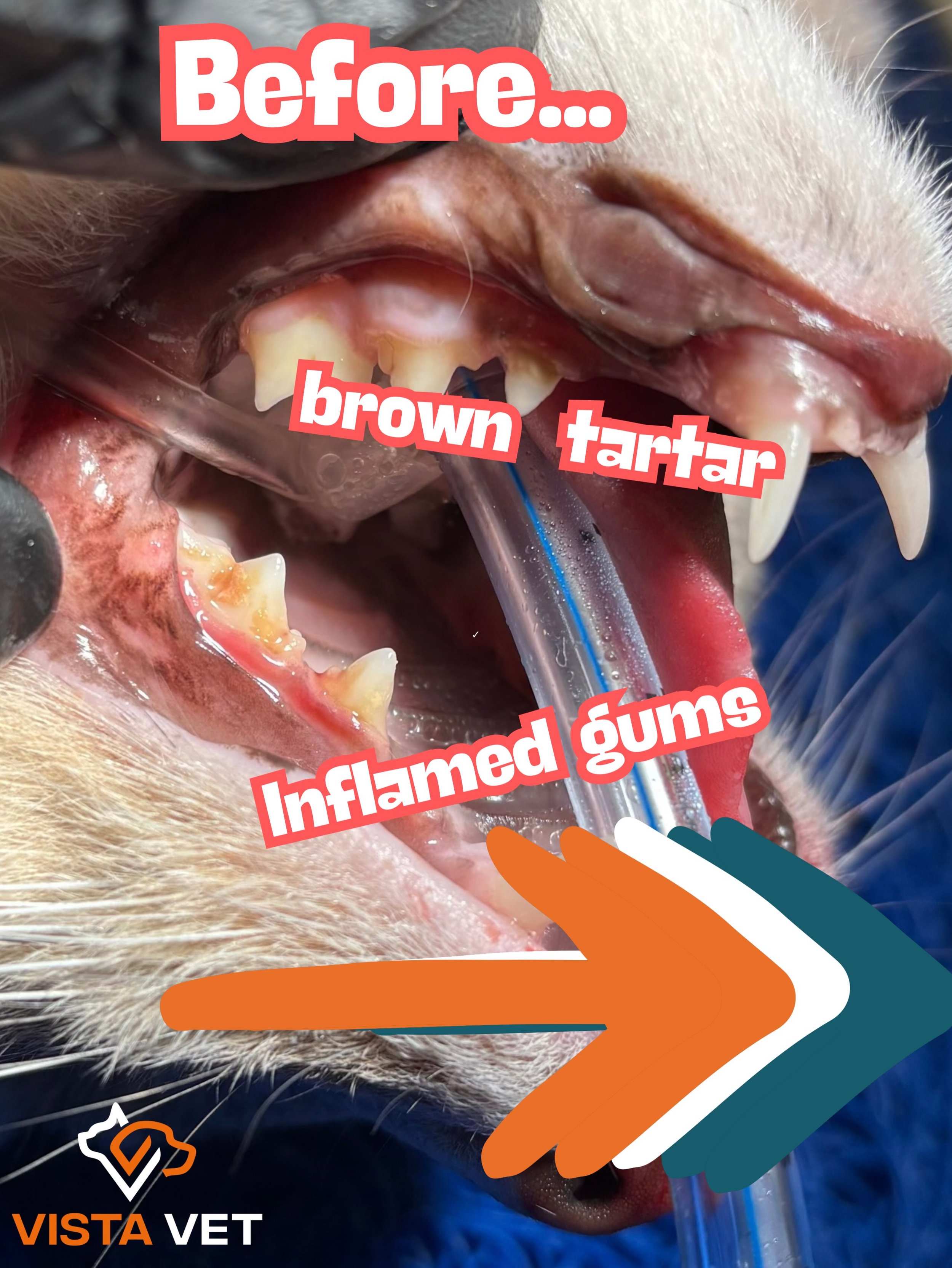 🦷 Pet dental cleanings are about more than just pretty teeth and fresh breath!

Dental disease can cause pain, inflammation, and can lead to infections even when pets aren&rsquo;t showing obvious signs. Bacteria from diseased gums can potentially af
