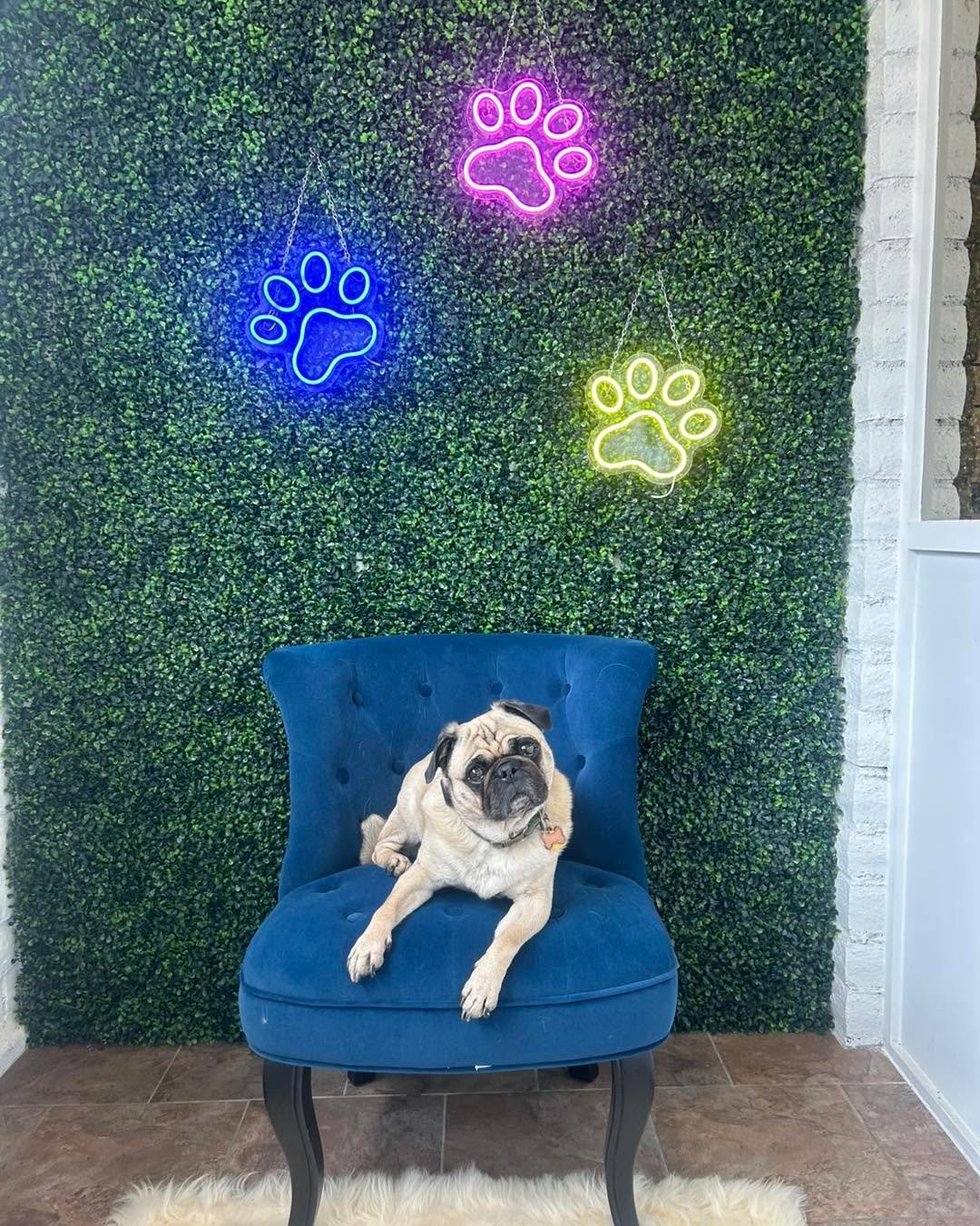 Pawtrait of the day: Peter the Pug 🐾