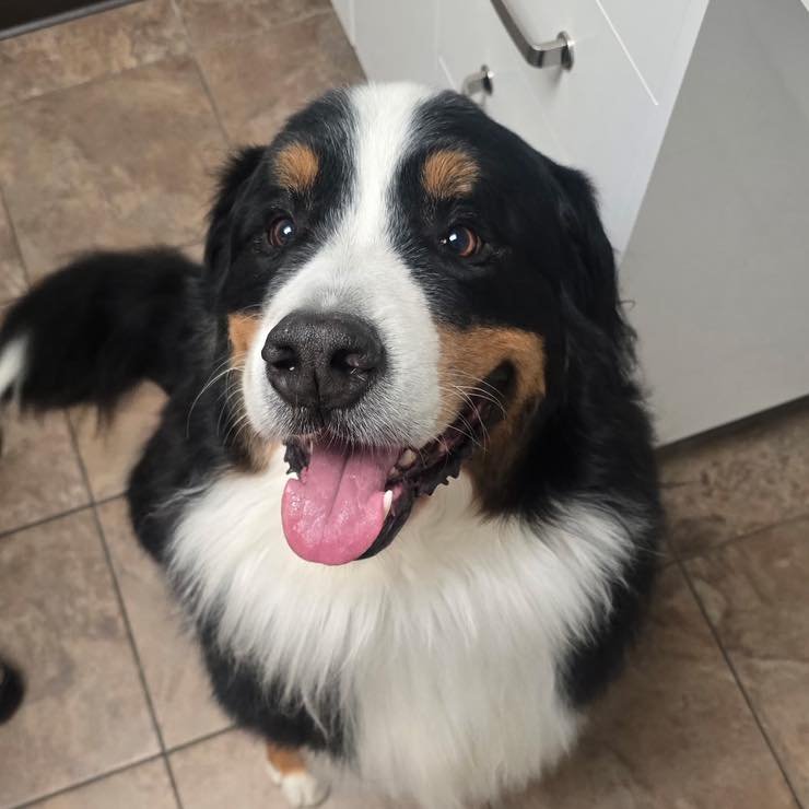 Pawtrait of the day: Clarence the Bernese mountain dog ❤️🐾
