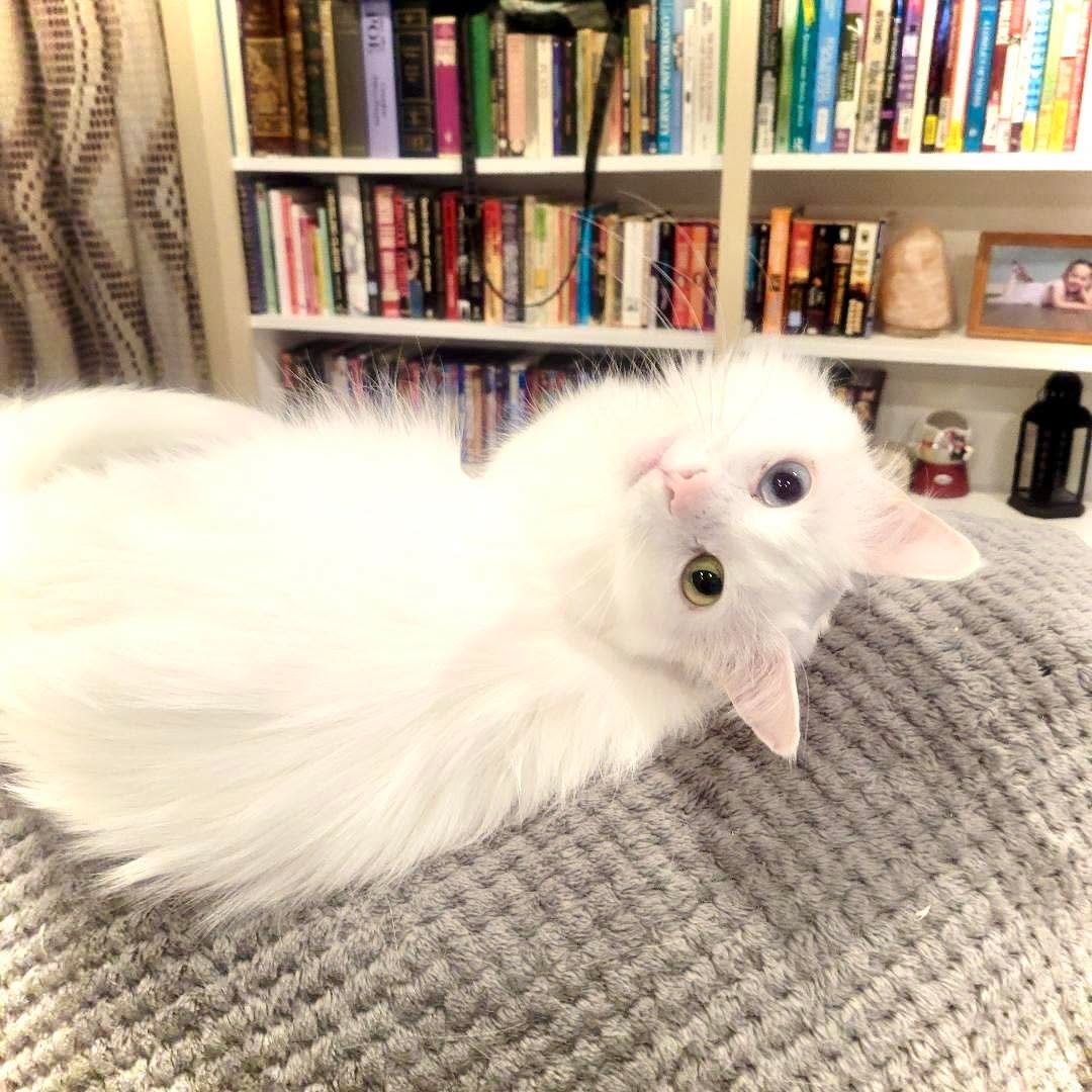 Another client&rsquo;s beautiful kitty named Bowie with heterochromia 💙💚