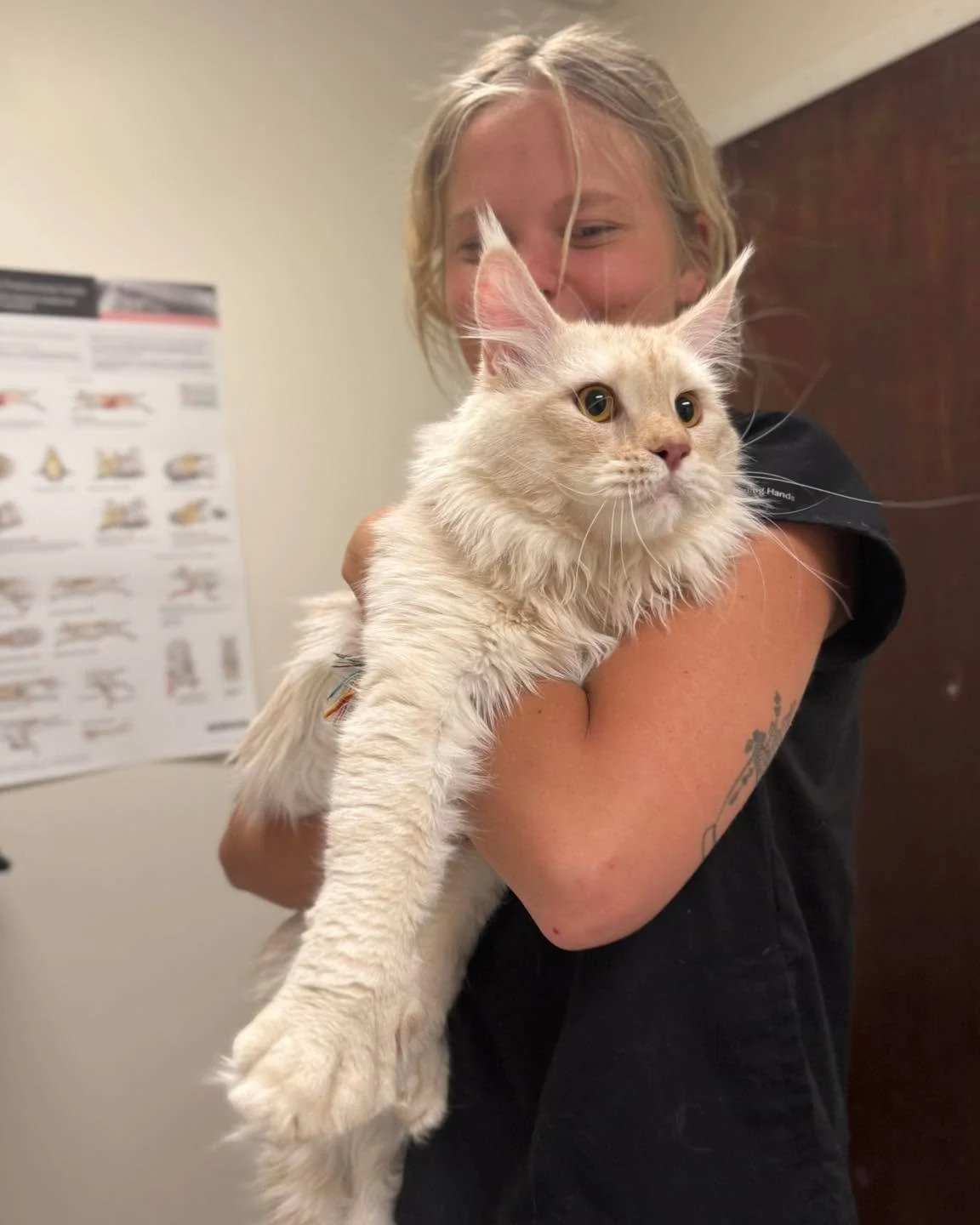 Pawtrait of the day: Dune the Maine Coon Cat visited us recently for his neuter, and we couldn&rsquo;t get enough of his handsome face!