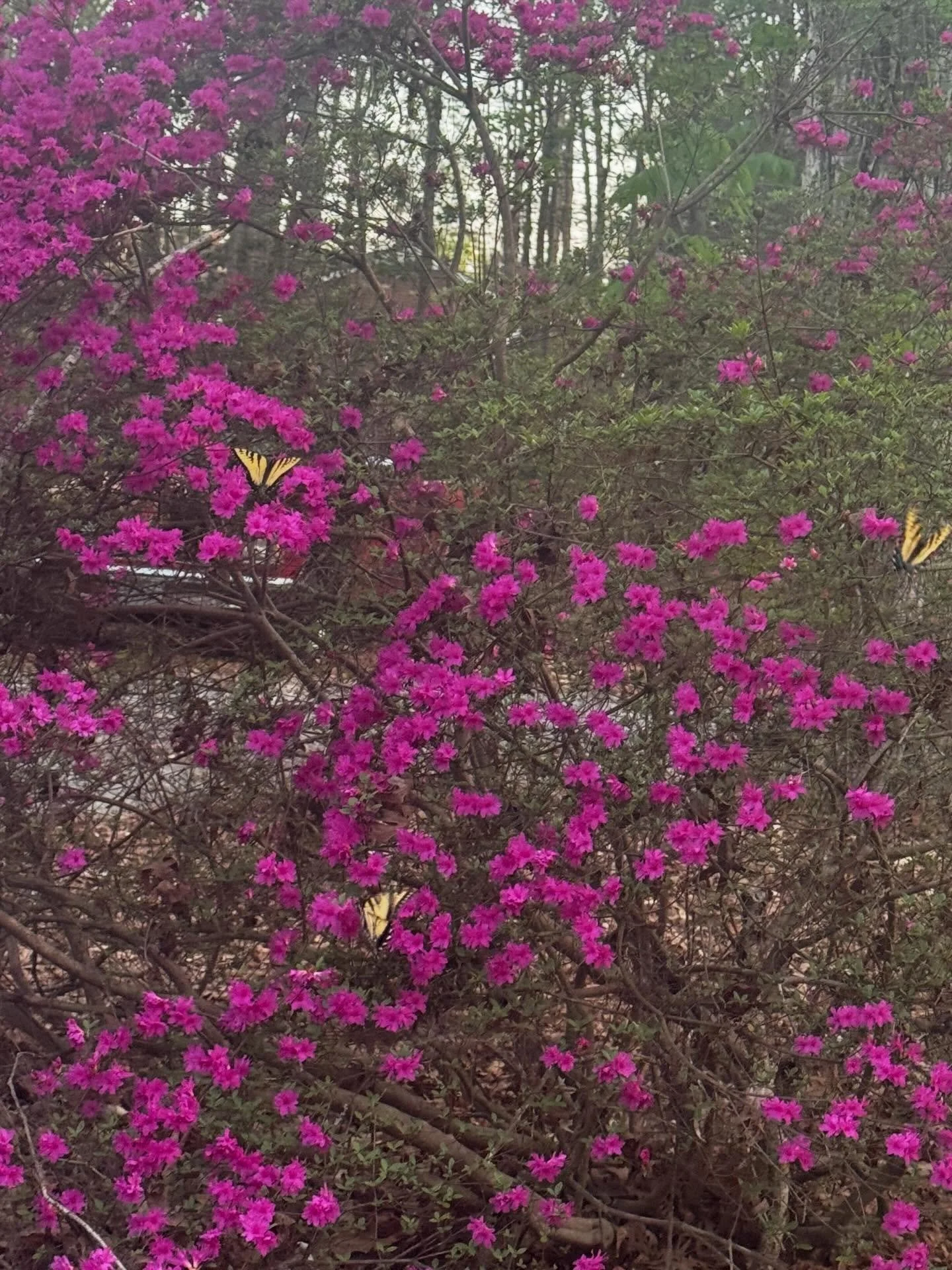 There were butterflies in my bushes, we saw a car, watered and bathed a horse-size dog, and installed a microwave.