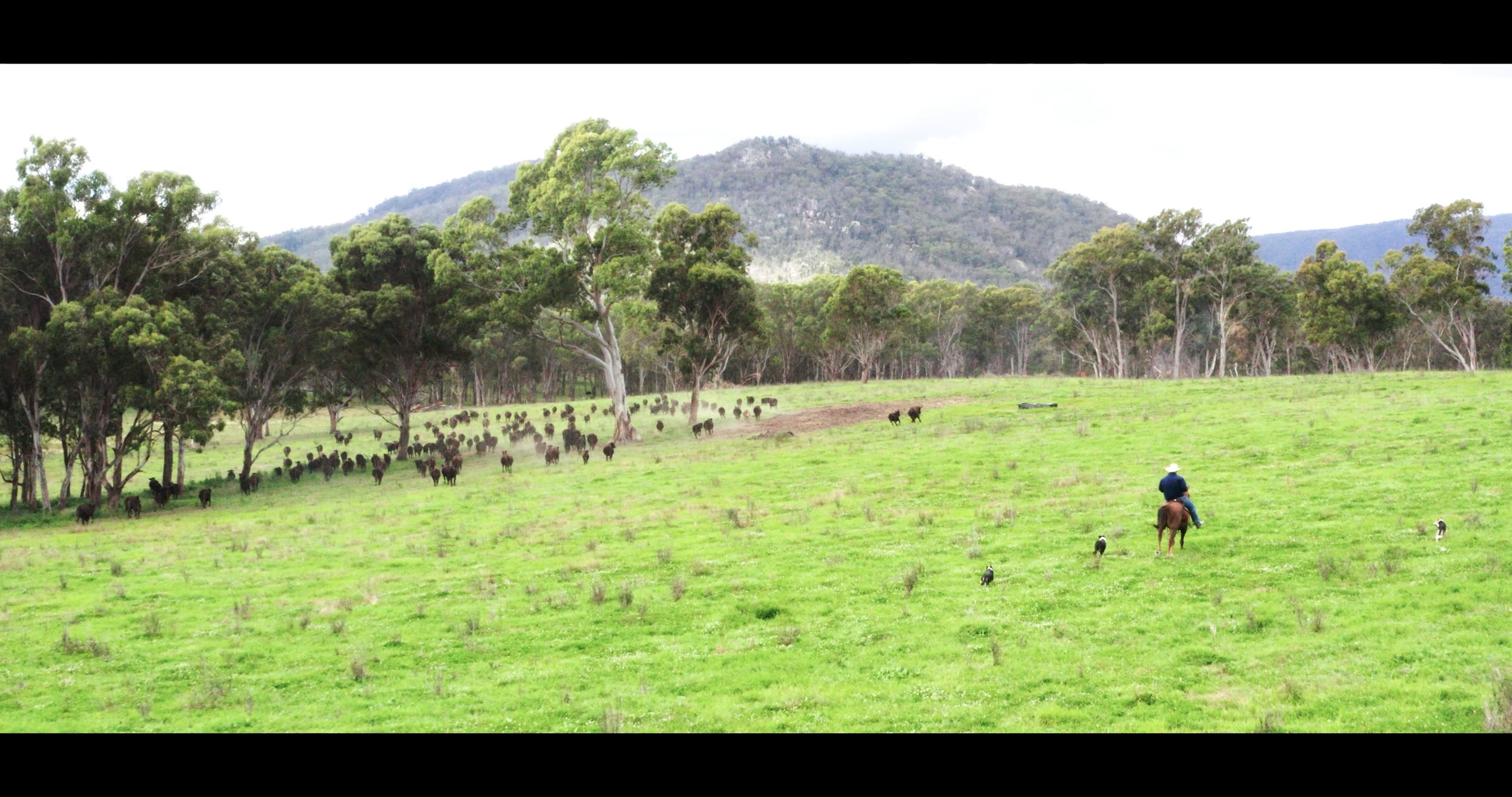Stockyard_Property_06.jpg