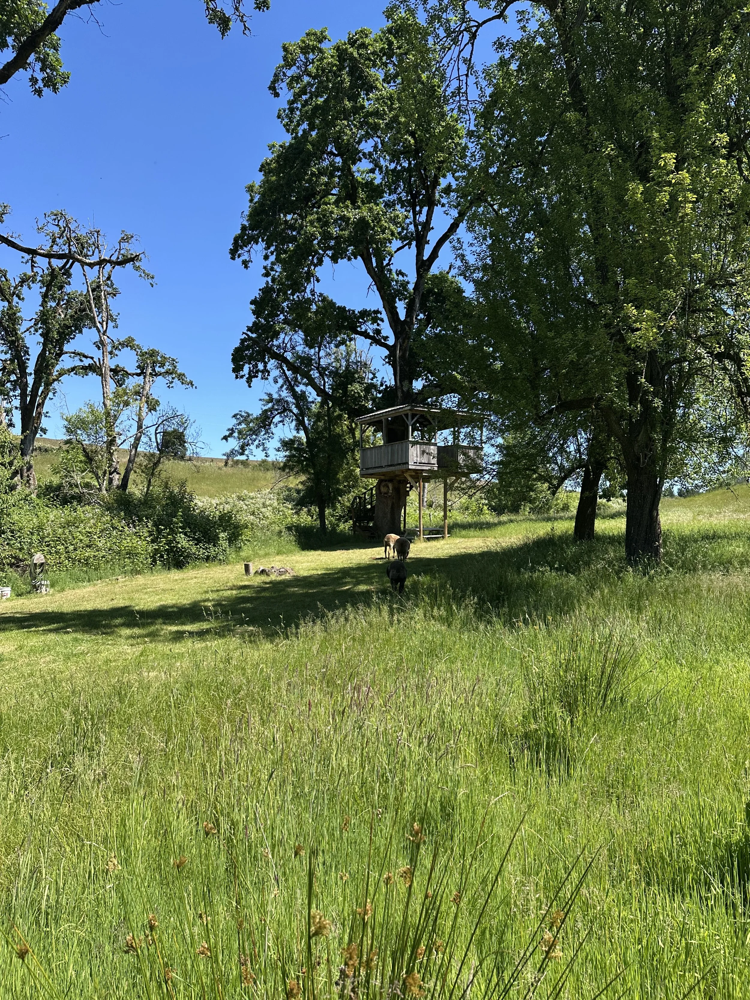 IMG_6008.jpeg