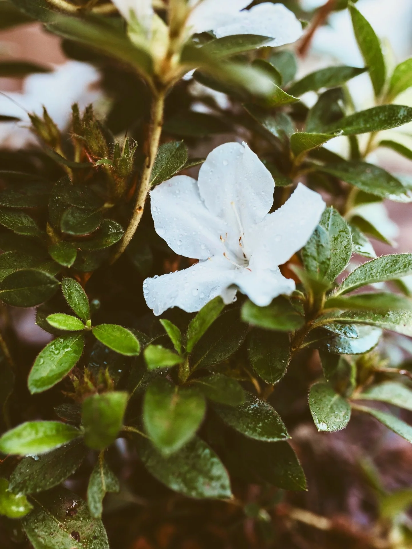 Our azaleas are blooming! 🤍