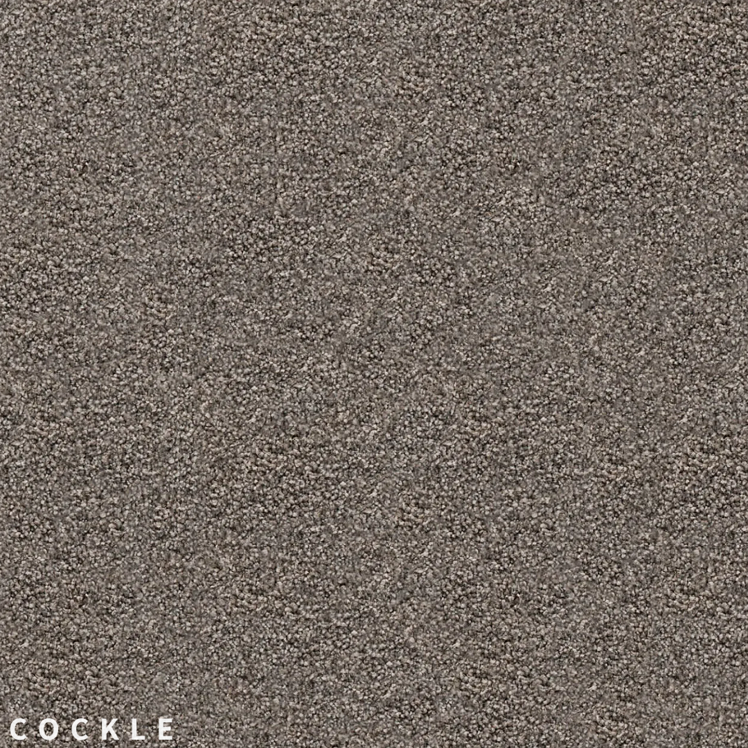 Feltex Te Arai Bay Cockle.png