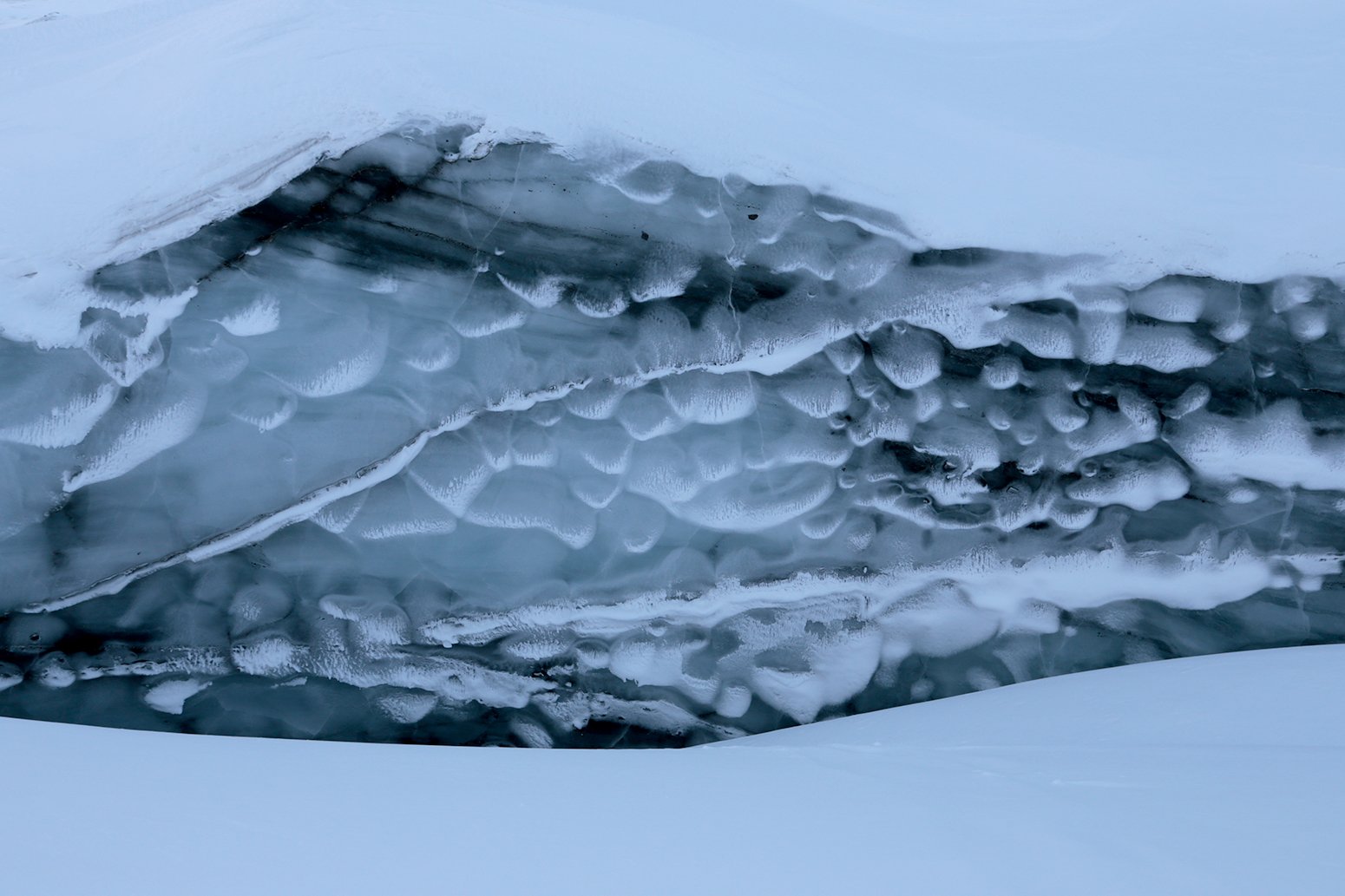 Glacier reptile