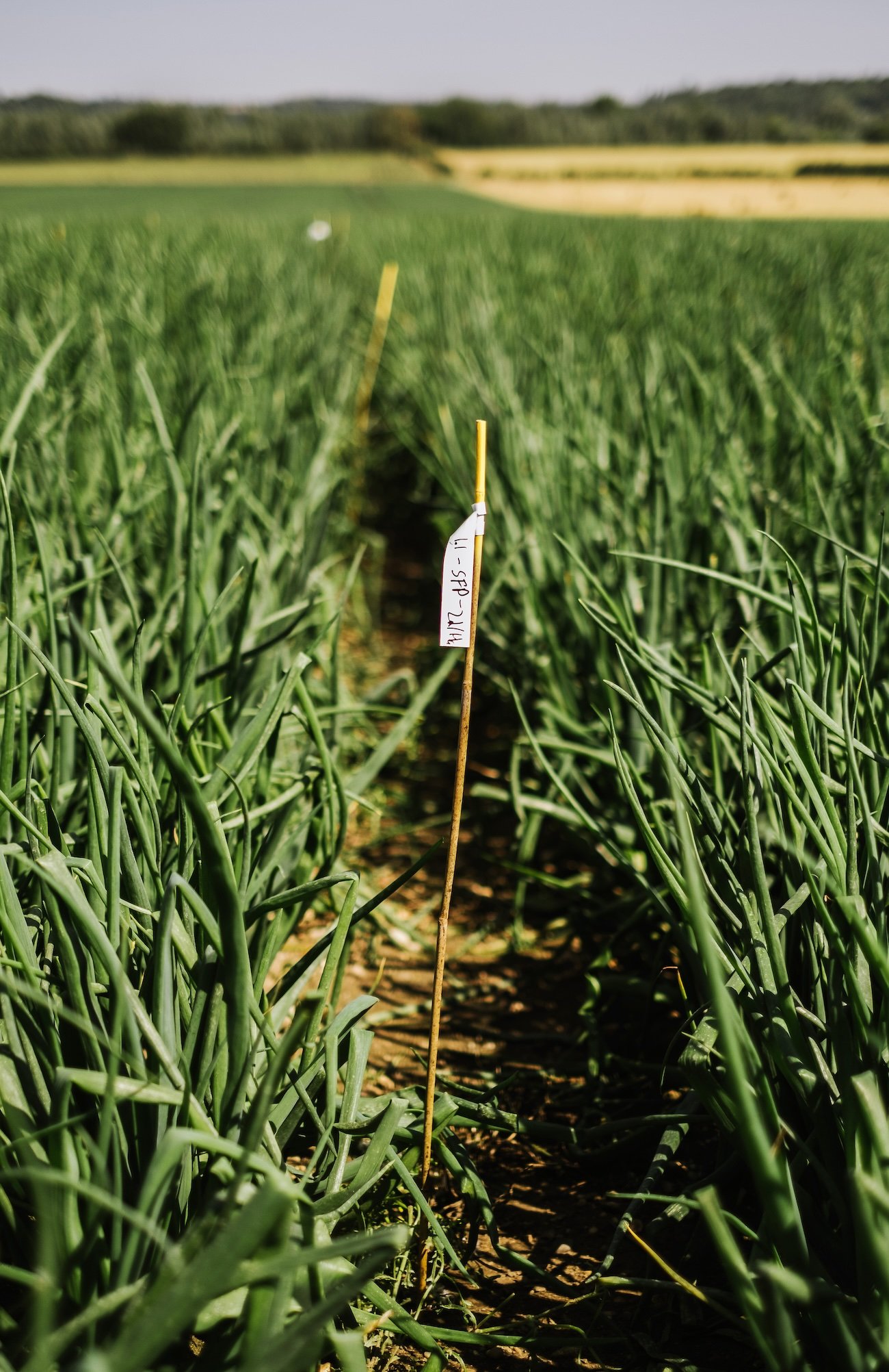 Research & Development