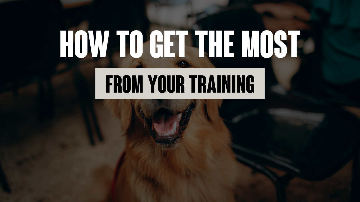 How to Get the Most from Your Dog Training Sessions (Before, During &amp; After)