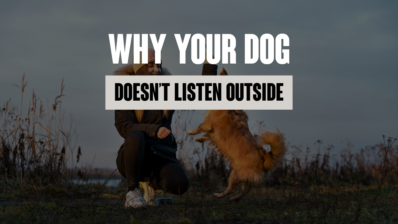 Why Your Dog Listens at Home But Not Outside (And What to Do About It!)