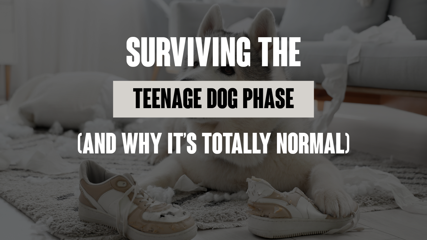Surviving the Teenage Dog Phase (and Why It’s Totally Normal)