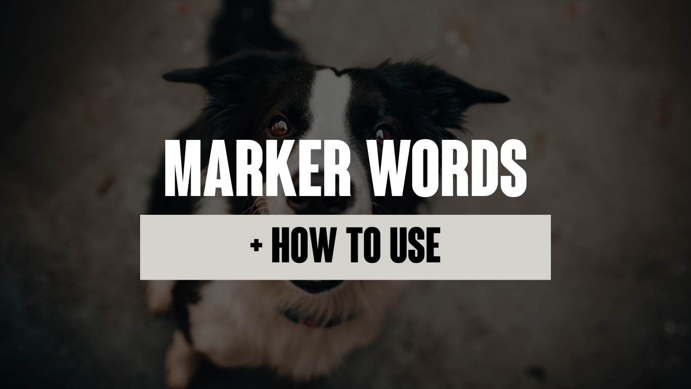 Marker Words in Dog Training: What Is a Marker Word and How to Use Terminal Marker Words Effectively