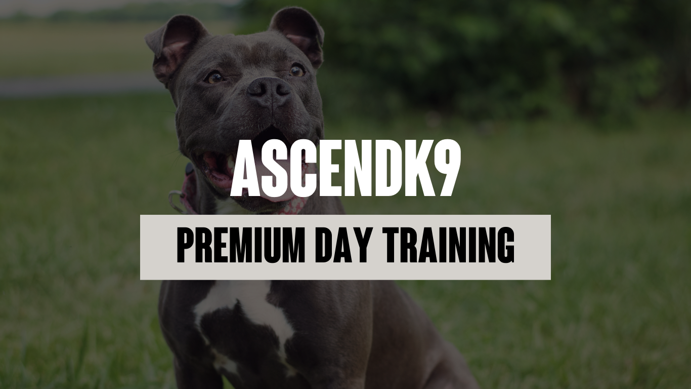 ASCENDK9 Day Training: Premium Dog Training in Harlow, Essex