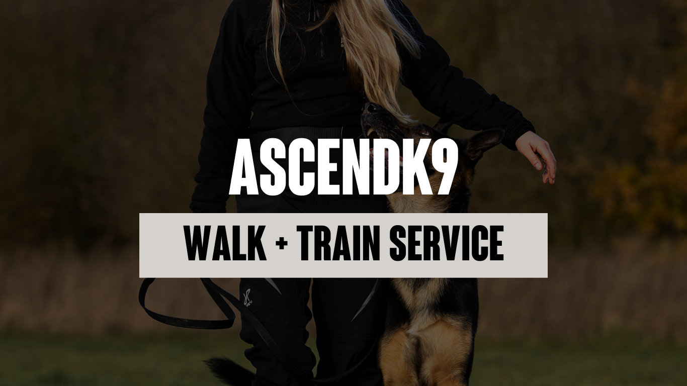 Walk + Train: A New Premium Dog Training Service Coming Soon to ASCENDK9
