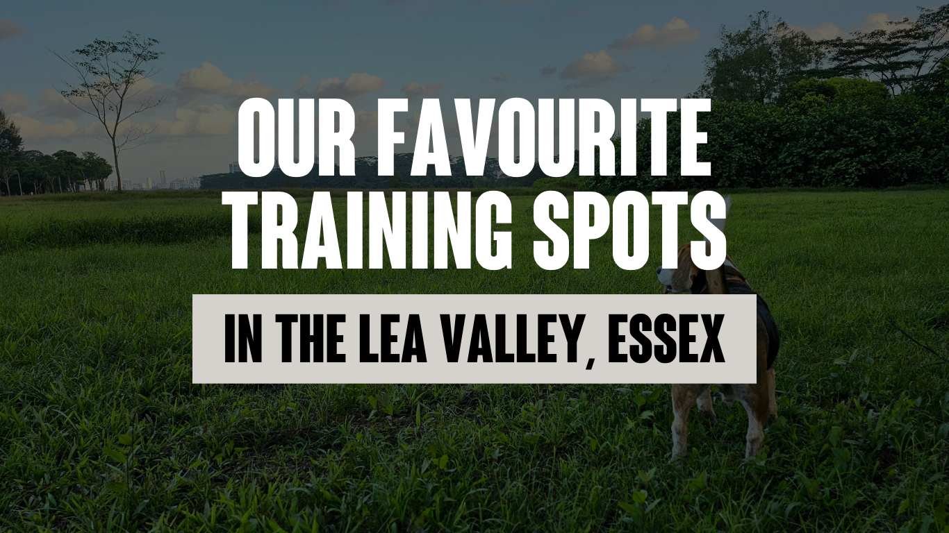 My Favourite Places to Practice Dog Training in the Lea Valley (And Why Recall Matters More Than Ever)